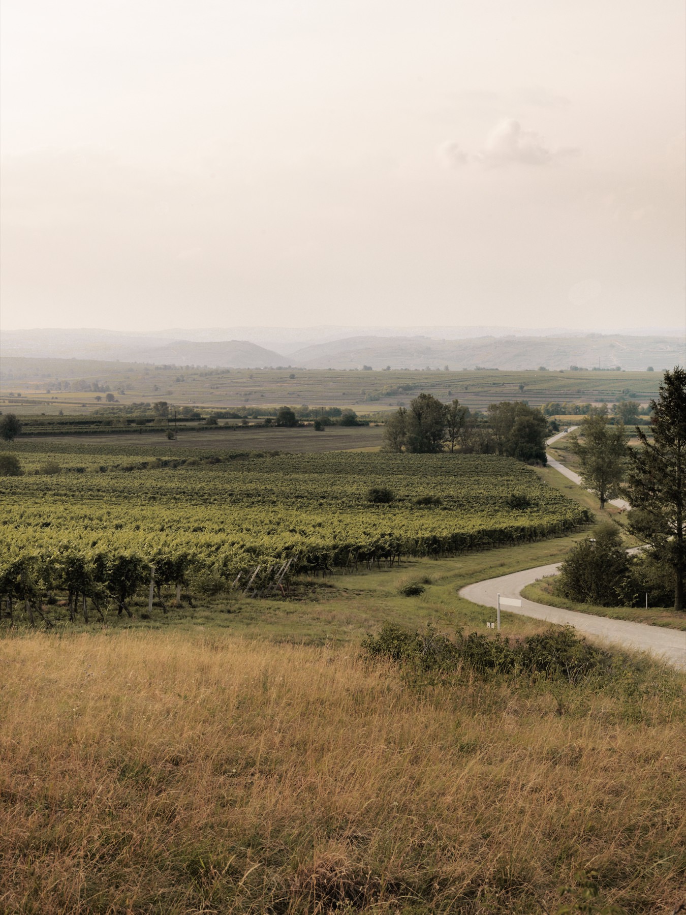 weingut_karl_haimerl_gobelsburg44