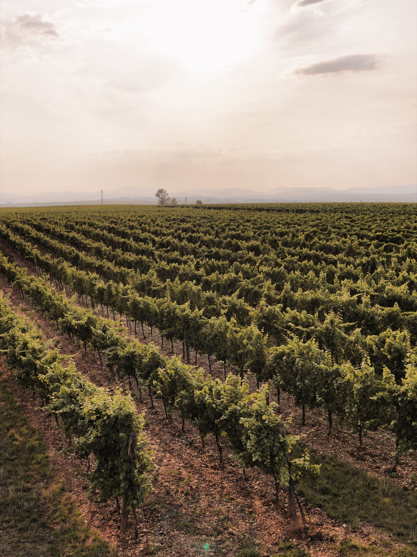 weingut_karl_haimerl_gobelsburg49